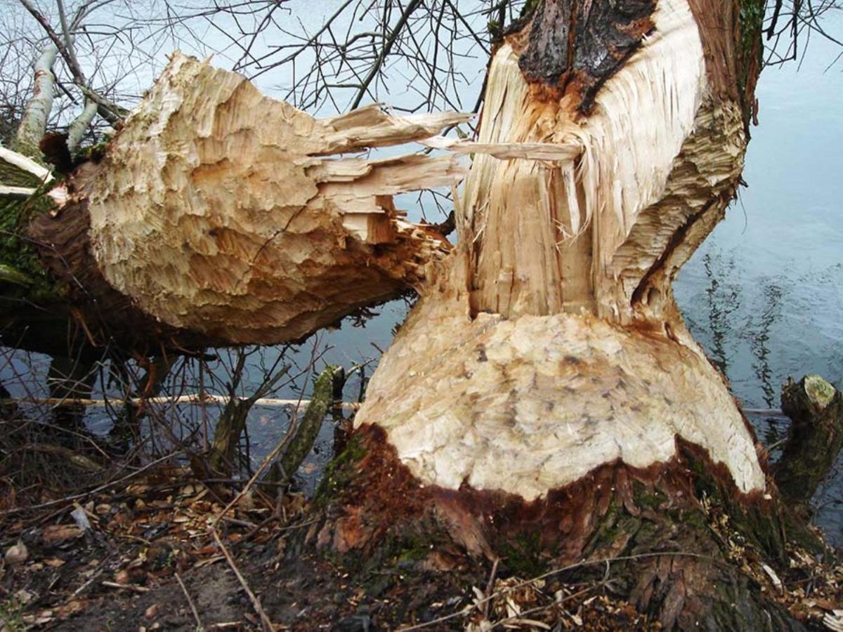 Gezinskamer Van Waard Van Kekerdom Exteriör bild